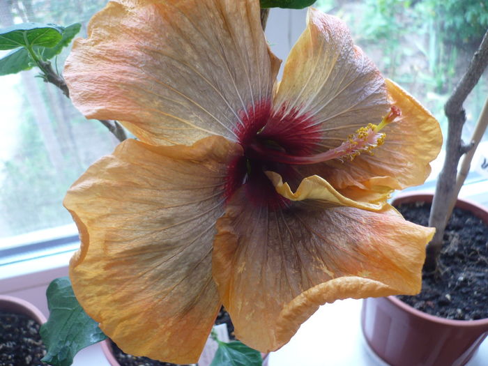 P1250829