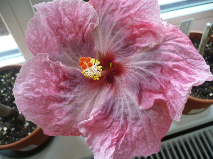 P1250824