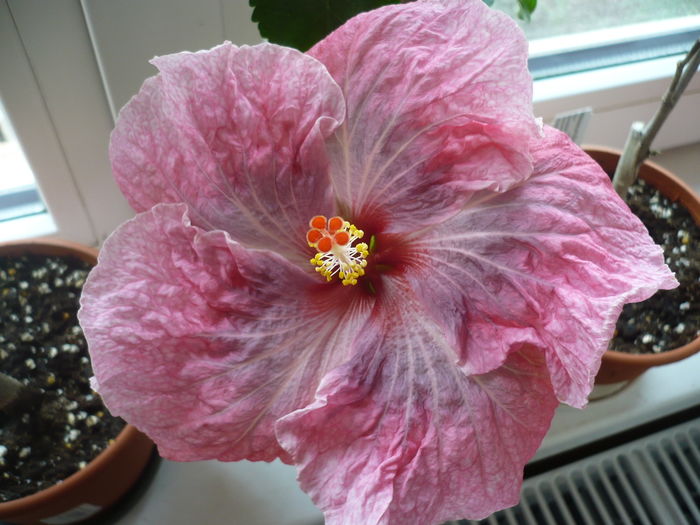P1250826