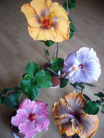 P1250838