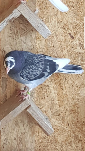 Screenshot_20160419-172140