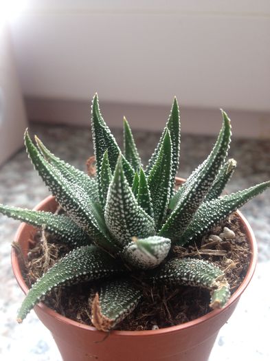 Nr 11-12 lei