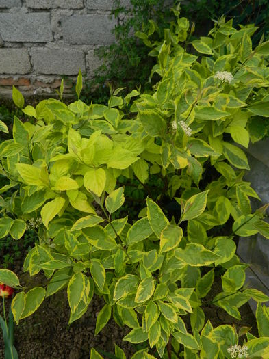 Cornus sibirica - Prier si florar