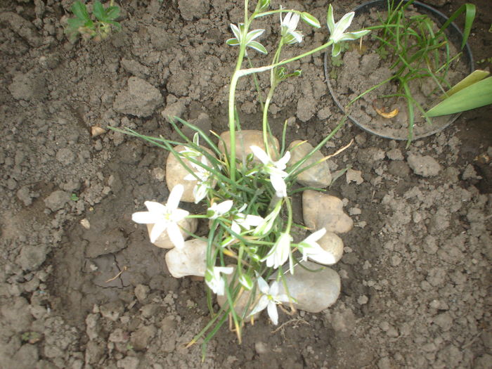 ornithogallum - Flori primavara 2016