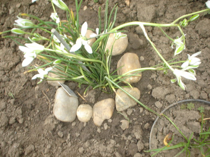 ornithogallum - Flori primavara 2016