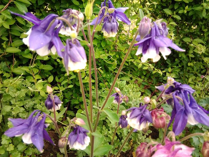 IMG_20160419_085350 - aquilegia 2016