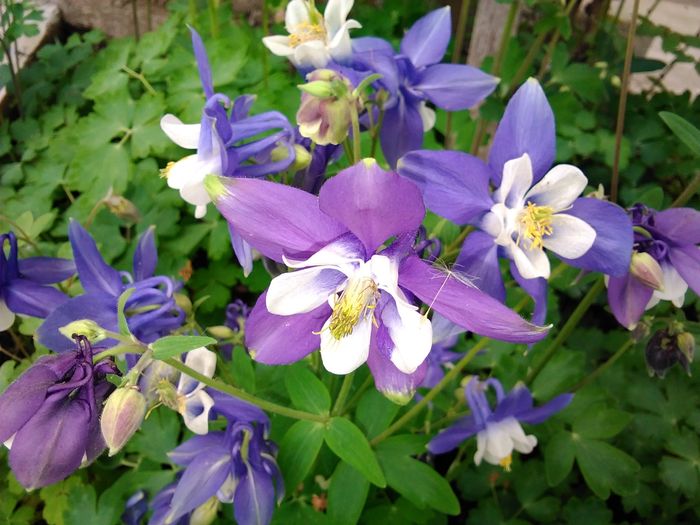  - aquilegia 2016