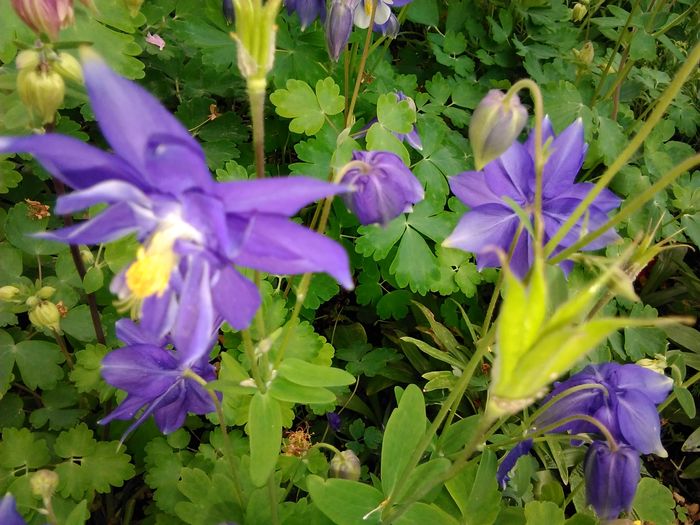 IMG_20160419_085649 - aquilegia 2016