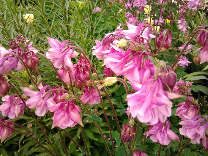 IMG_20160419_085734 - aquilegia 2016