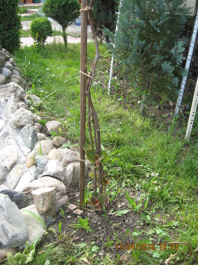 2016- K2 a pornit in vegetatie....