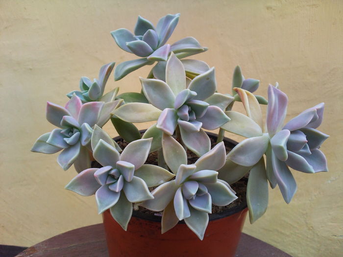 Graptopetalum paraguayense-16lei