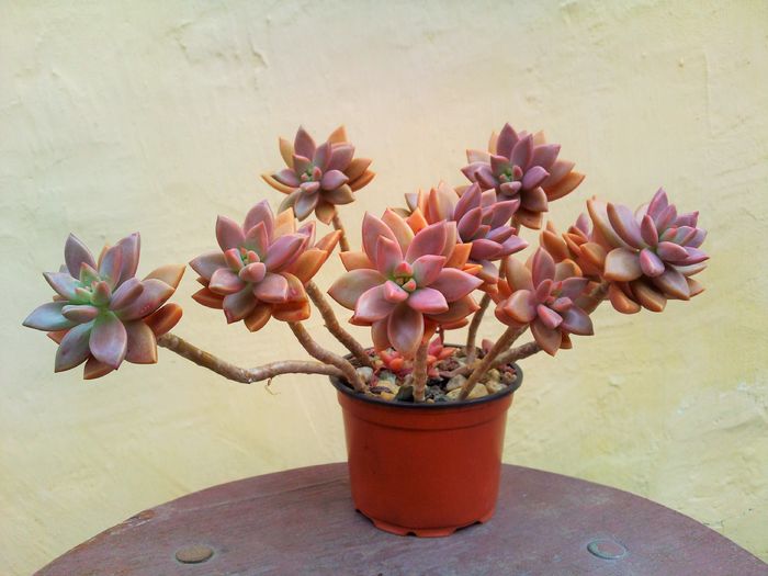 Graptosedum x bronze-16lei