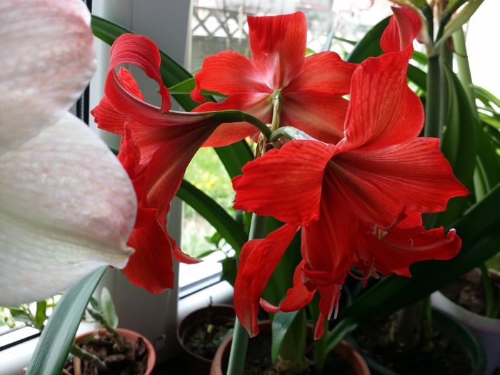 20160412_153515 - Amaryllis 2016