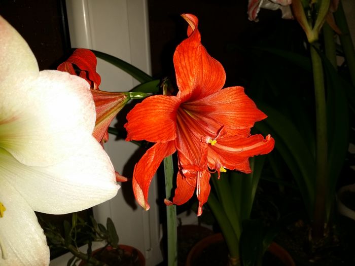 20160410_211954 - Amaryllis 2016