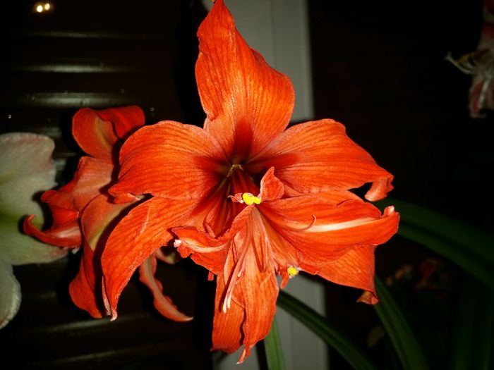 20160410_211854 - Amaryllis 2016