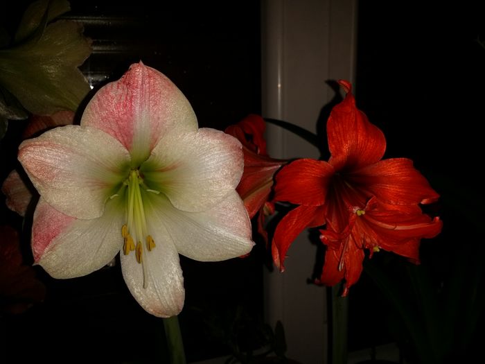 20160410_211908 - Amaryllis 2016