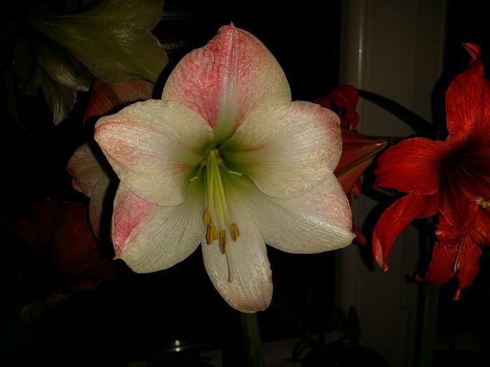 20160410_211929 - Amaryllis 2016