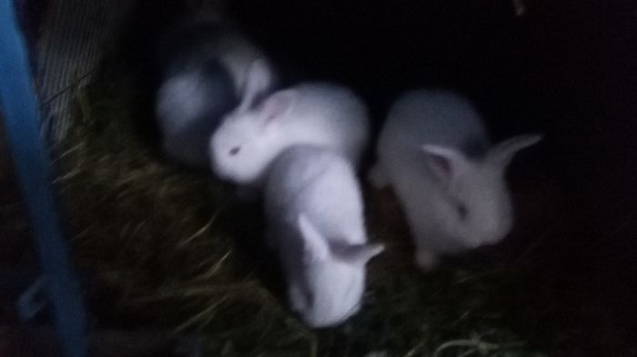 _193721=CUIB DIN 20  03 2016;