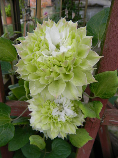 Midori - Clematite 2016