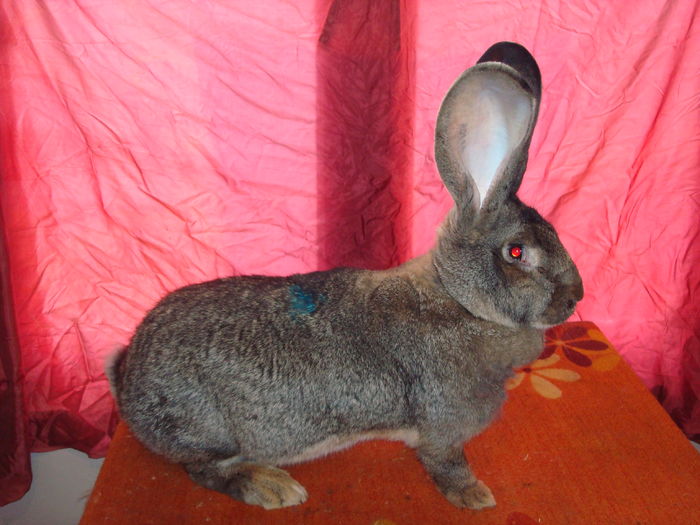 97 pct - Campioana Baia Mare 2015 ( F )