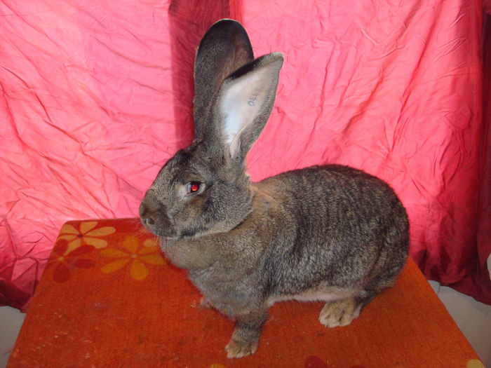 RO114 0443 - 97 pct; Boros Csaba
