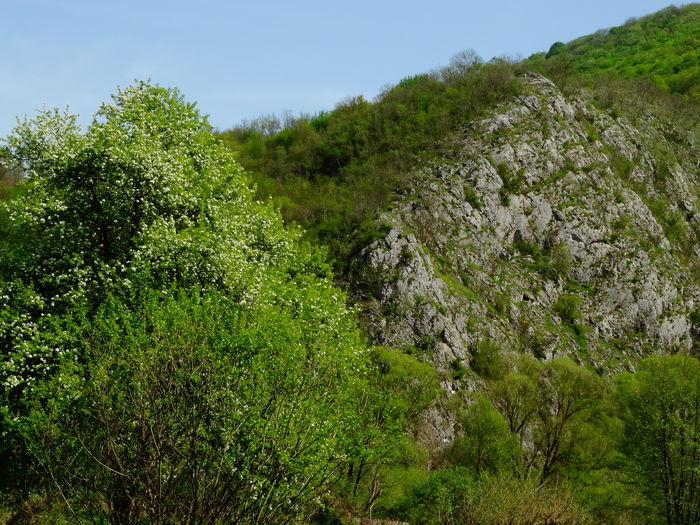 DSC06157 - De prin natura 2016
