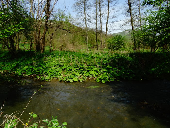 DSC06160 - De prin natura 2016