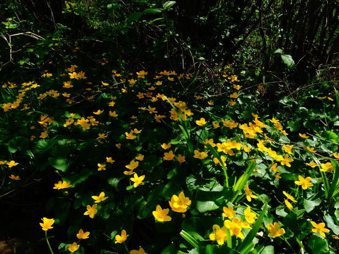 DSC06152 - De prin natura 2016