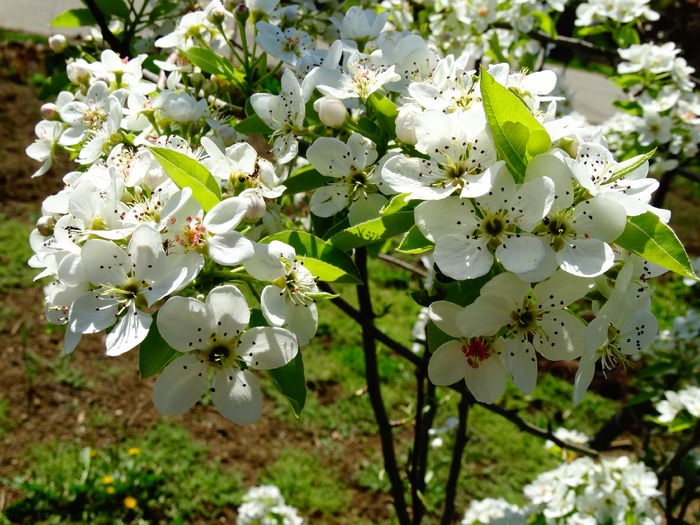 DSC06083