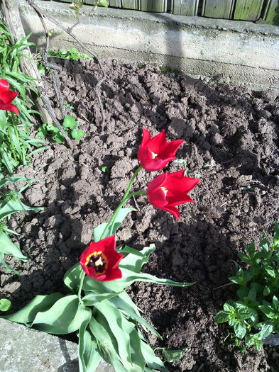 ultimele lalele; Soi luat din curtea bunicii.
