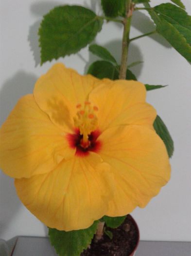 20160412_064447 - HIBISCUS 2016