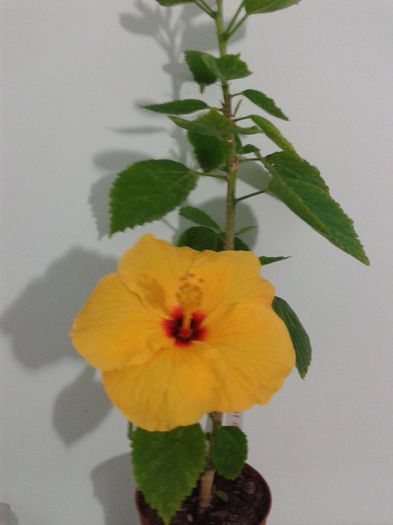 Jim Hendry - HIBISCUS 2016
