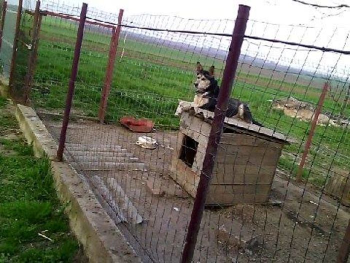 12992206_947120952072352_1515027336_n