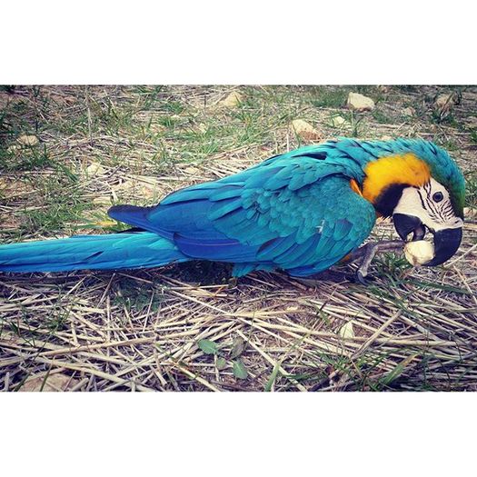 12298803_405668112966908_959912652_n