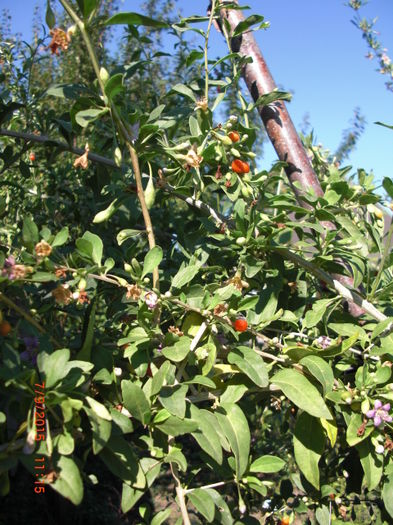 Goji Fructe si Flori - Goji plante de vanzare