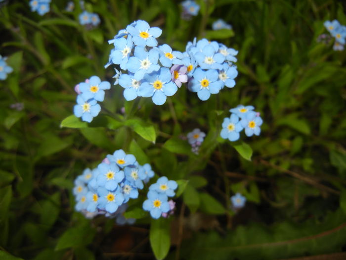 Myosotis alpestris (2016, April 08)