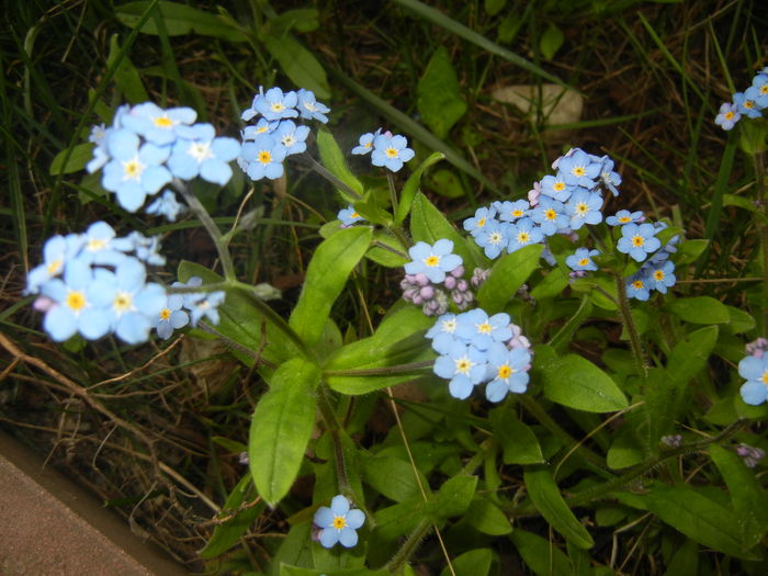 Myosotis alpestris (2016, April 08) - MYOSOTIS Alpestris