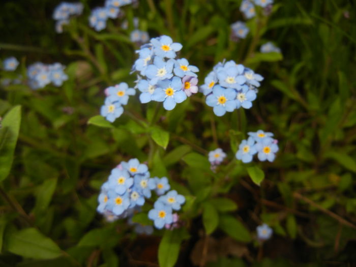 Myosotis alpestris (2016, April 08)