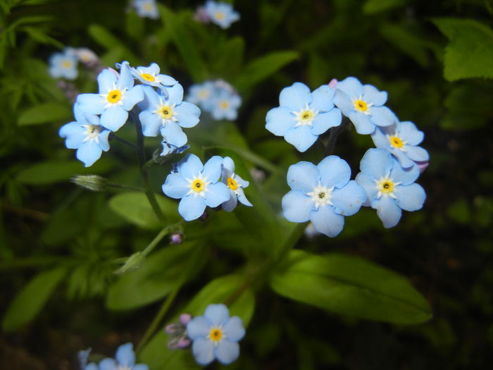 Myosotis alpestris (2016, April 08)