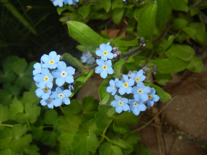 Myosotis alpestris (2016, April 08)