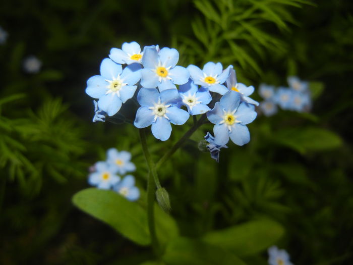 Myosotis alpestris (2016, April 08)