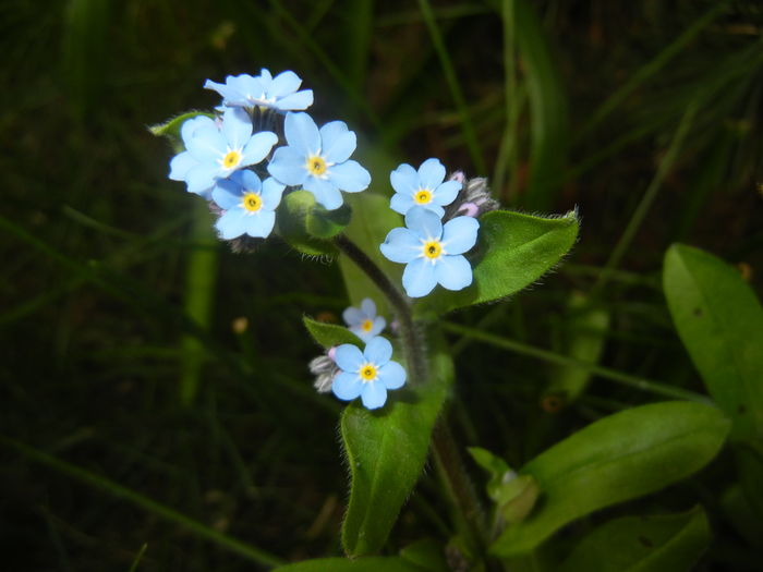 Myosotis alpestris (2016, April 08)