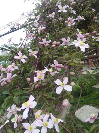 20160419_181457 - 2016 Clematis