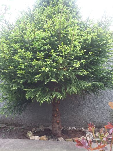 20160419_181906 - 2016 Clematis