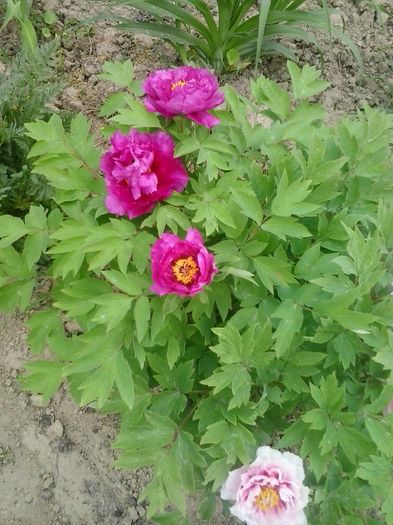 20160419_121003 - 2016 - 2017 Bujori