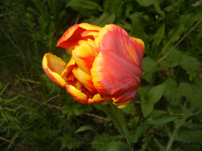 Tulipa Bright Parrot (2016, April 09)