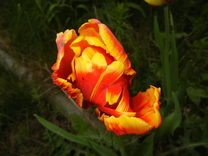 Tulipa Bright Parrot (2016, April 09)