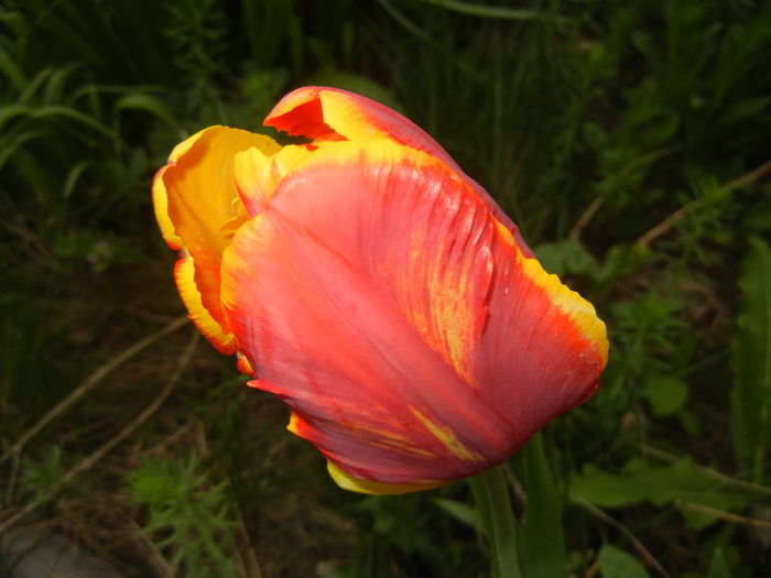 Tulipa Bright Parrot (2016, April 09)