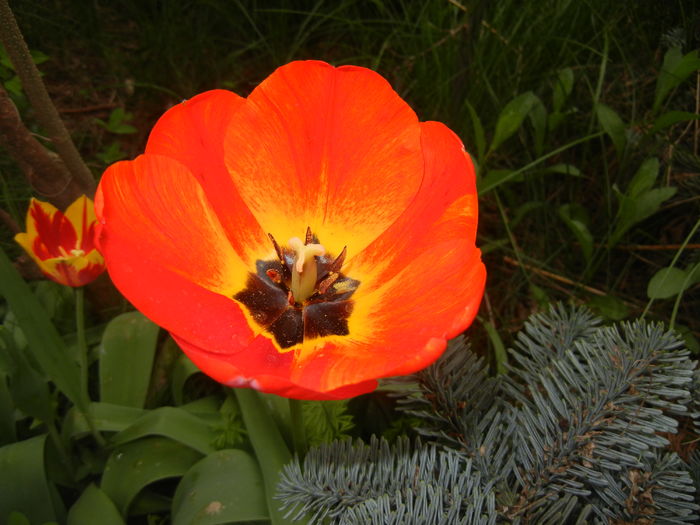 Tulipa Orange Bowl (2016, April 08)