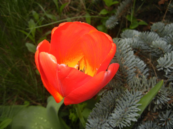Tulipa Orange Bowl (2016, April 08)